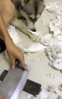 哈奇士和二哈真的不一样!