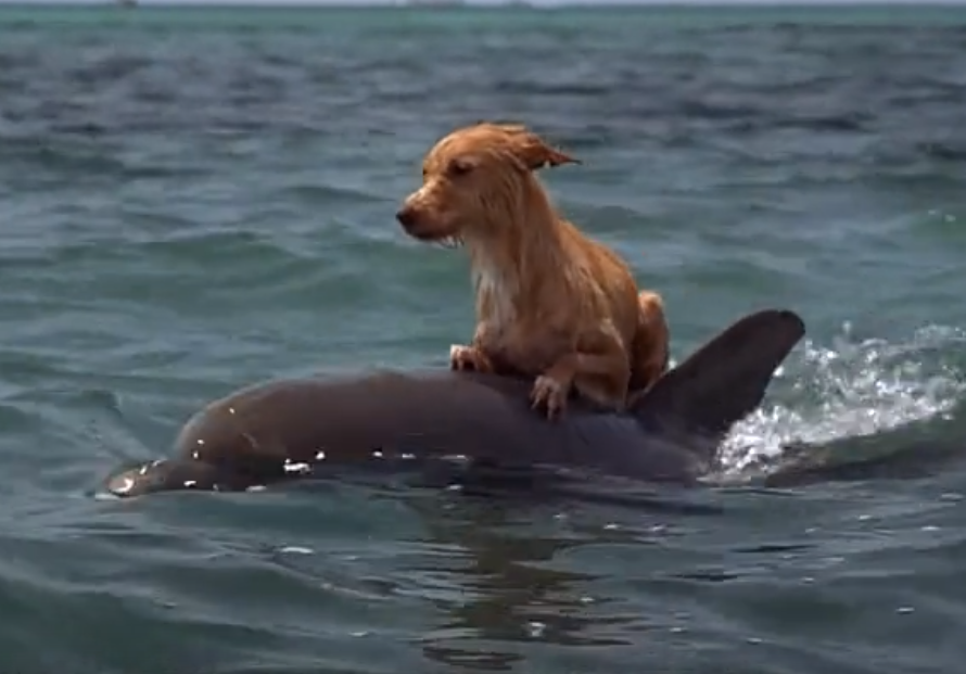 海豚跨越物种恋爱图片