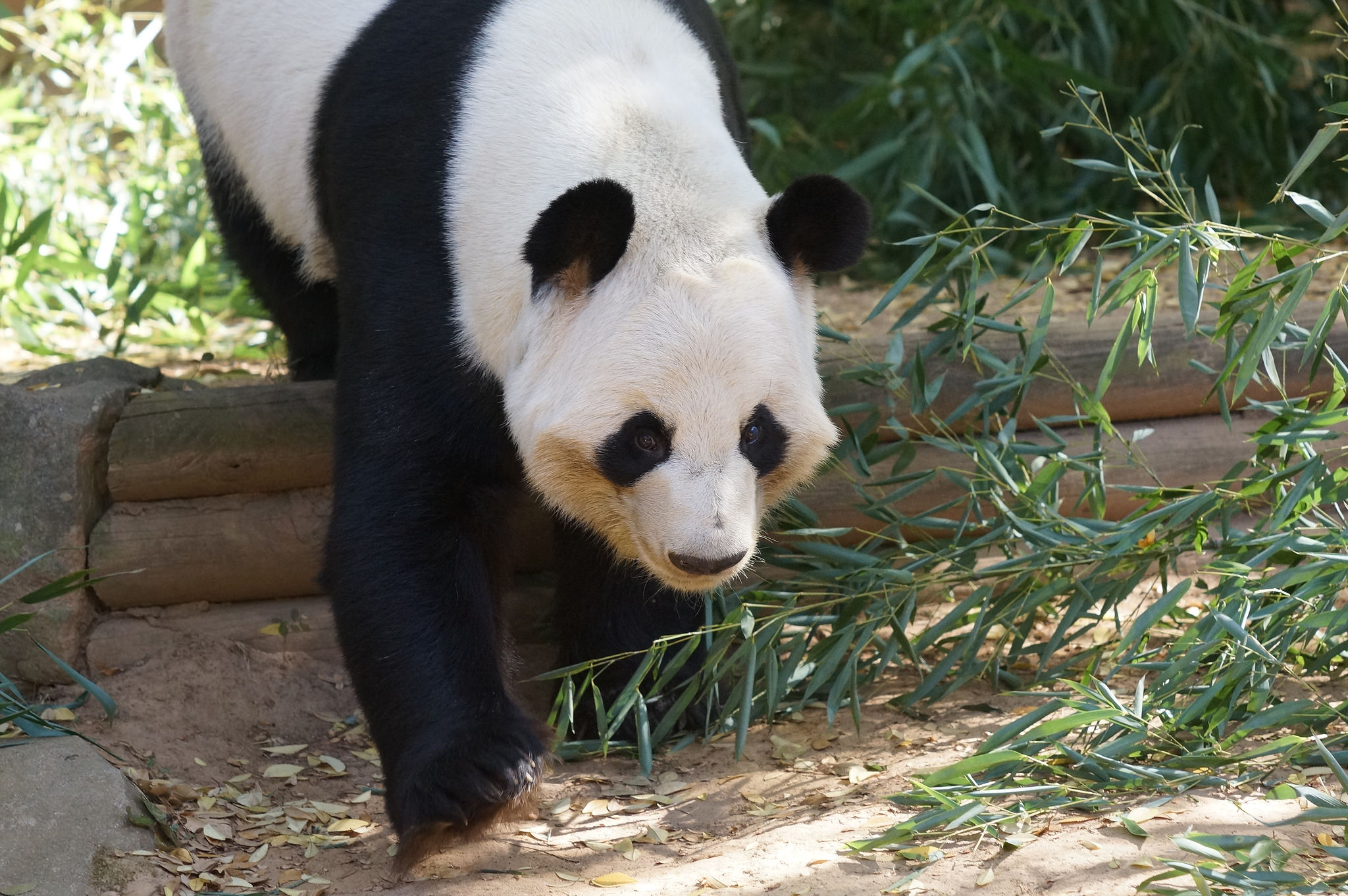 来自美国亚特兰大的大熊猫宝宝洋洋向你问好