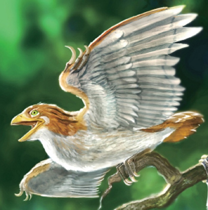 孔子鸟你真的了解吗?孔子鸟知识科普