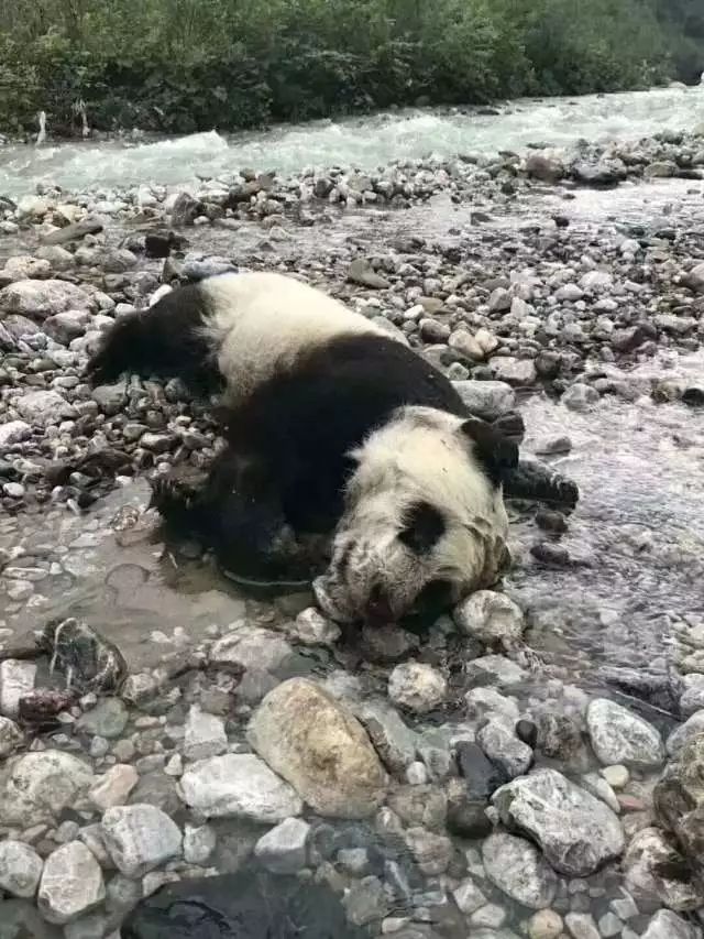 山洪暴发,半岁大熊猫溺水死亡!胃里还有奶