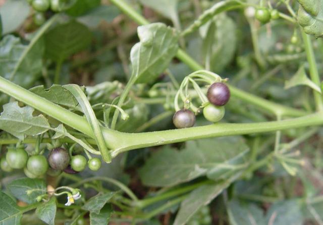 灌木丛中的"刺天茄",到了季节结果子,有什么价值你知道吗?