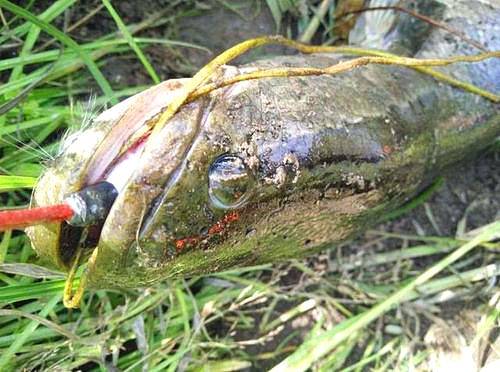 有人说秋要钓潭,有人说秋要钓边,到底是钓潭还是钓边?