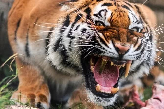 凶猛老虎突然咆哮,正害怕时,人们却看到了它的牙齿,憋不住笑了