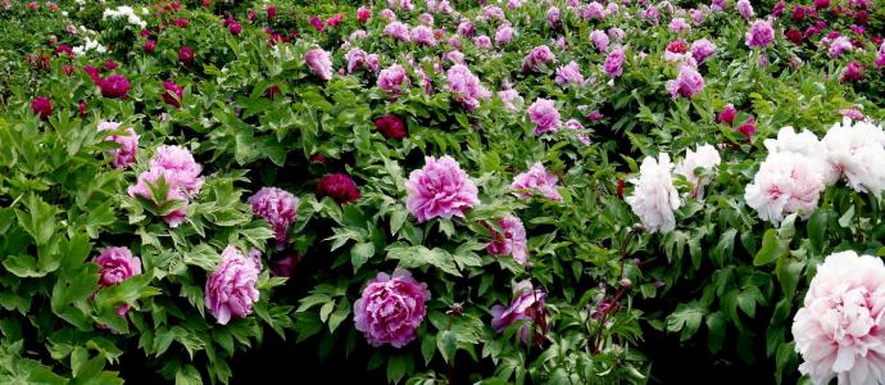 万物皆可云##云游全世界#中川牡丹园:甘肃中川牡丹园,始建于1997年