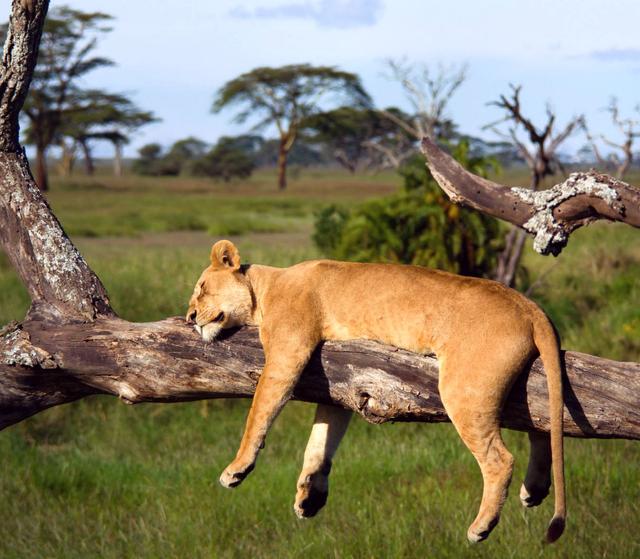 盘点动物千奇百怪的睡姿,你被萌到了吗