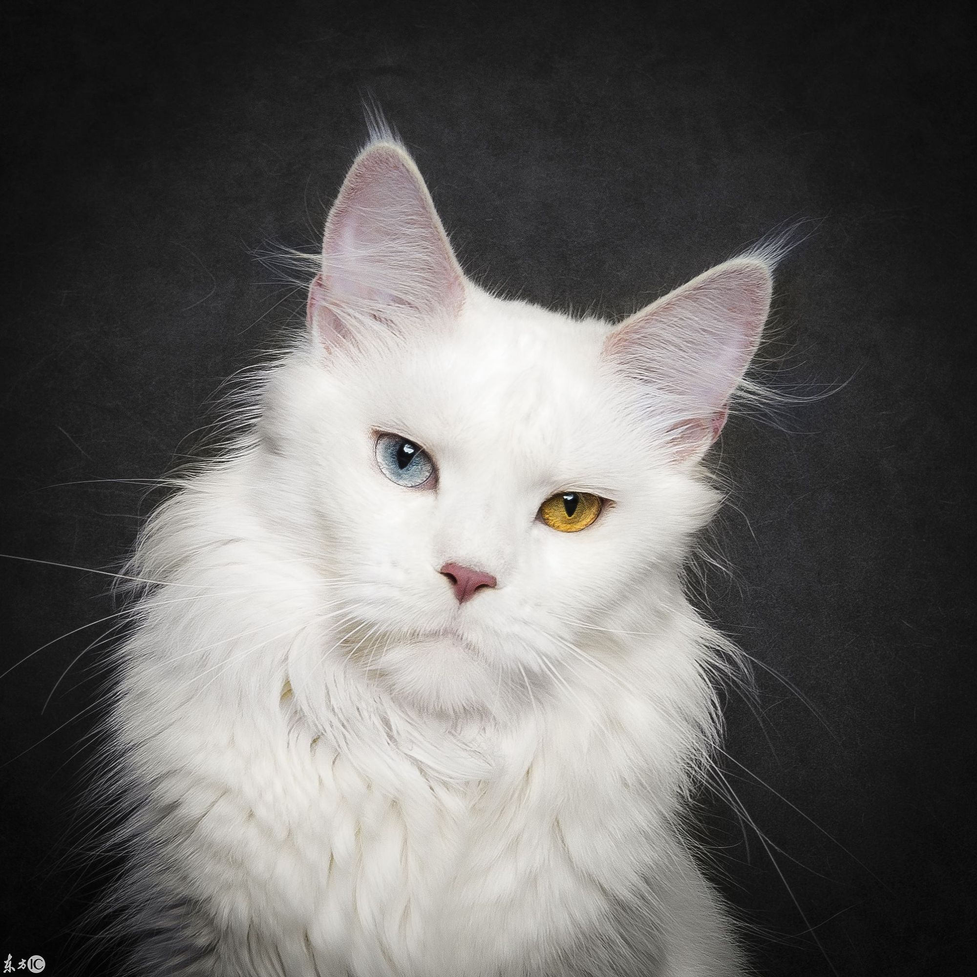 世界上最大的猫,猫王