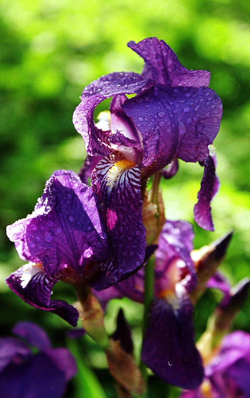 『随花看世界』  法国的国花是鸢尾花(iris).