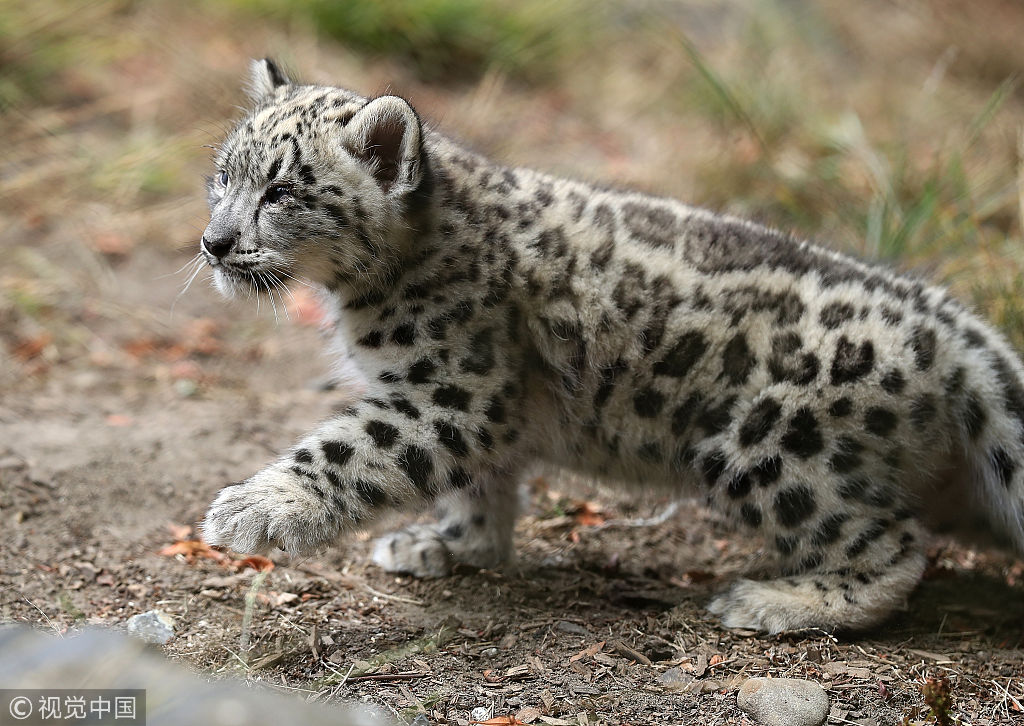 雪豹幼崽亮相旧金山动物园 萌态十足