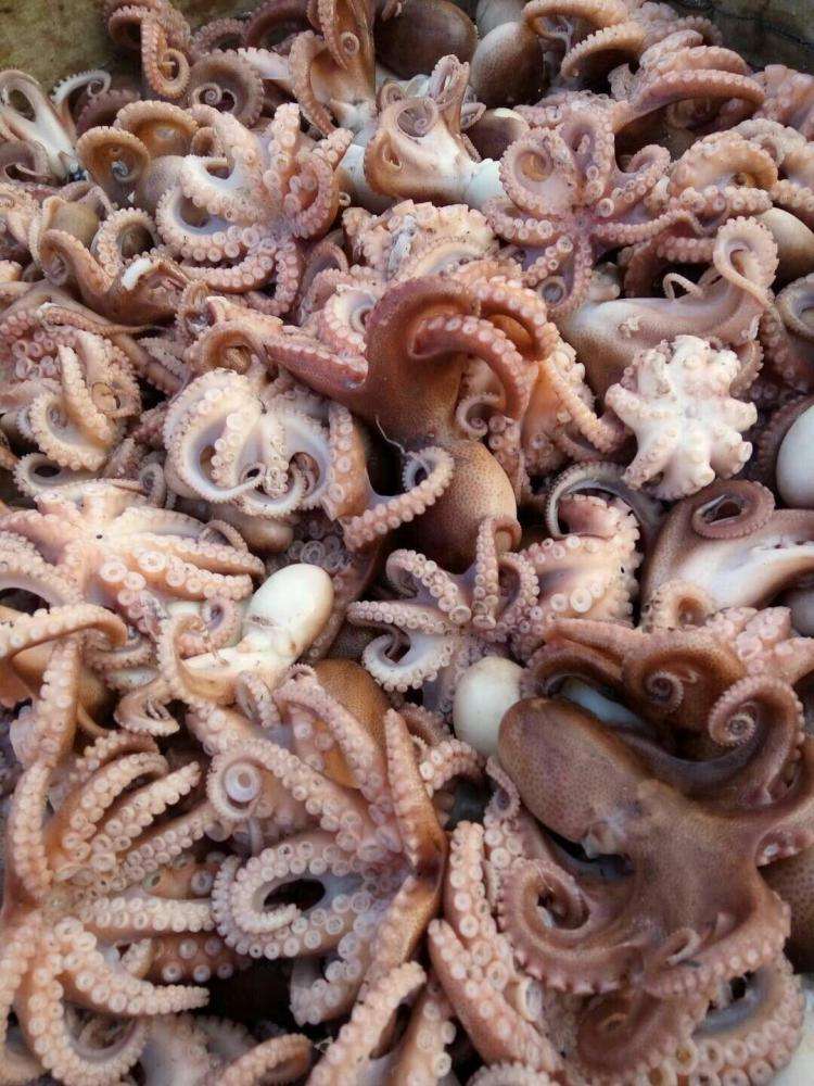 常见海鲜烹饪大全,再不会煮错尴尬了!