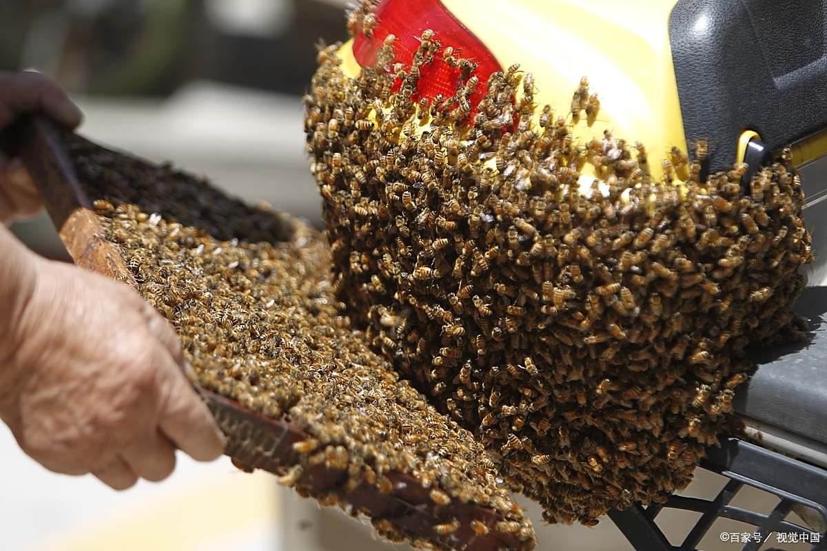 蜜蜂人工养殖知识,只要把这4个工作做好,想蜂群出问题都难