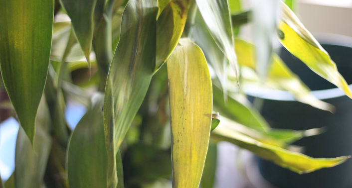 泥土花 - 热门商品专区