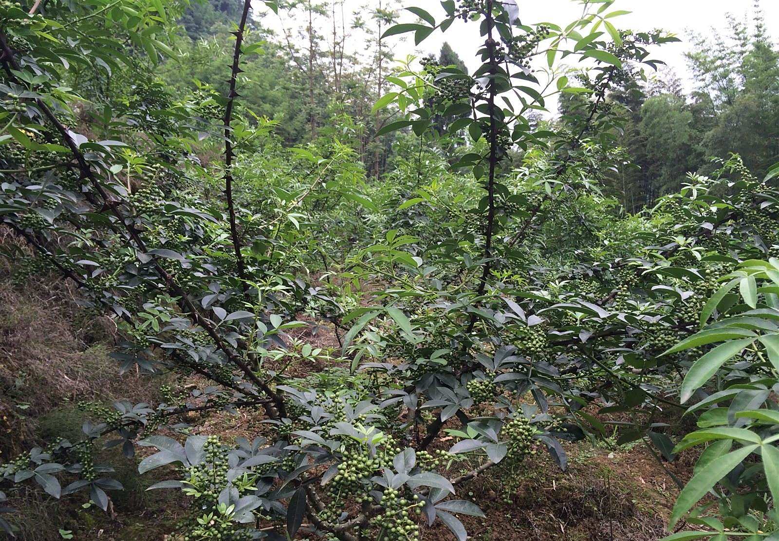 有竹叶花椒之称的藤椒,具防风驱寒的功效,它的栽培技术值得一看