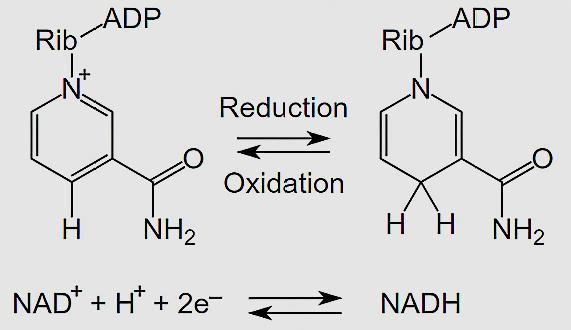 烟酸(niacin)名称由来与氧化还原辅酶