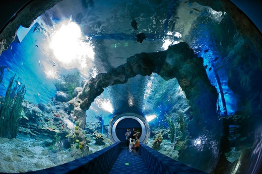 除了广州海洋馆,成都海洋馆(已停业),海洋动物很多的知名景点原来还有