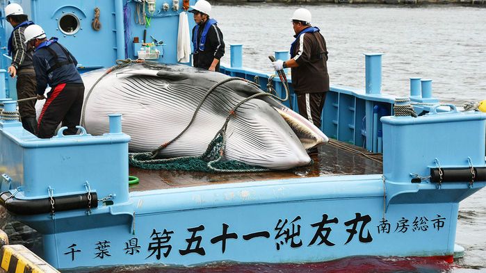 《科學》:為什麼日本退出國際捕鯨條約實際上可能使鯨魚受益