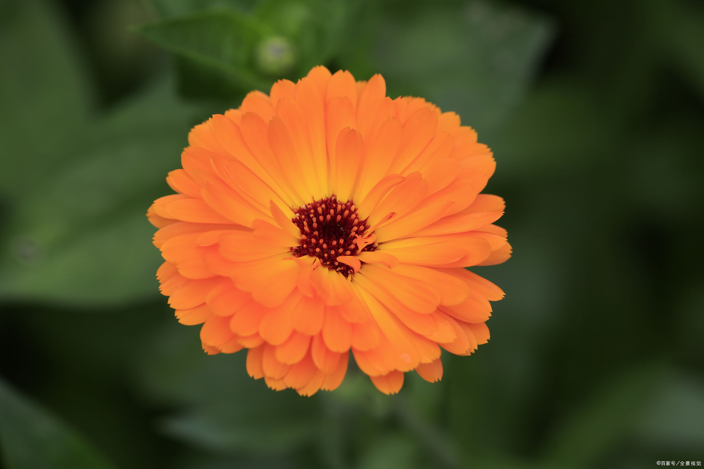 怎么播种金盏菊出苗更全更好?