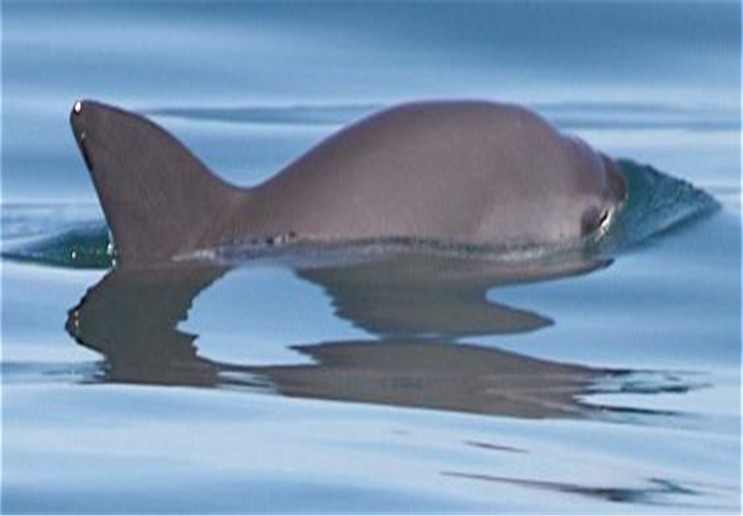 濒临灭绝的物种11:小头鼠海豚