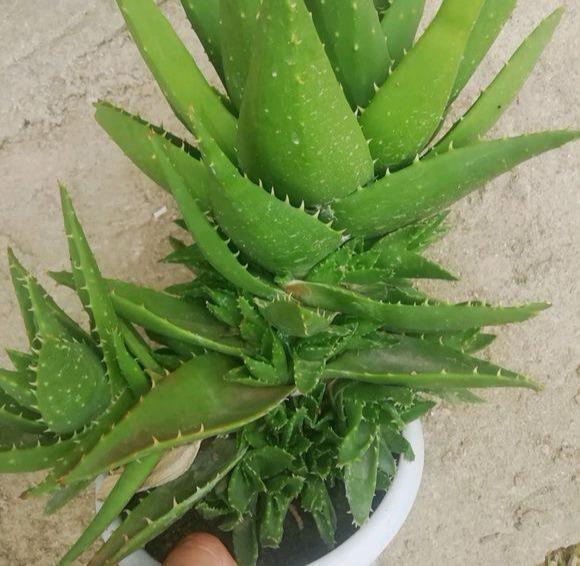 养芦荟,"脾气"爆,一言不合爆满小崽,砍掉小芽变"大树"