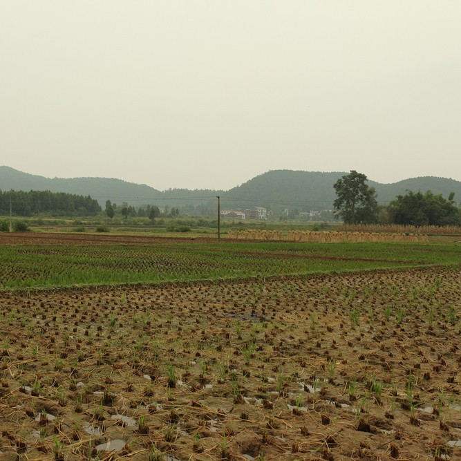 养鸭挣钱吗10000只鸭子能挣多少钱,听听老板