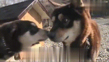单身狗柴犬五年没谈过恋爱,主人给它安排相亲,结果又兴奋又害羞