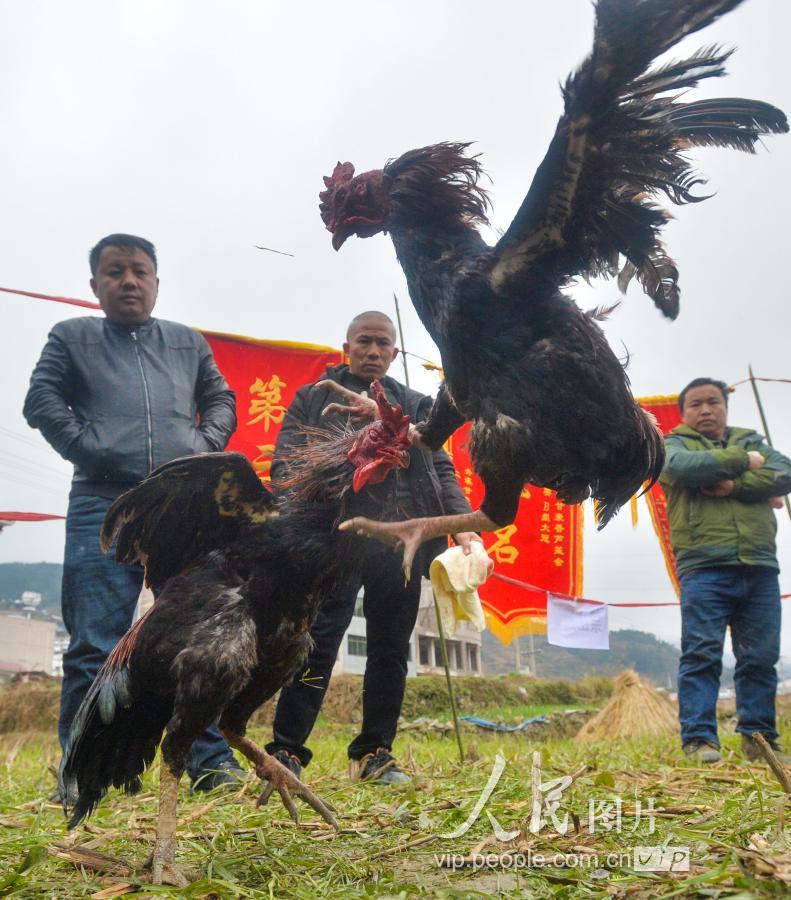 贵州凯里:苗族斗鸡闹新春