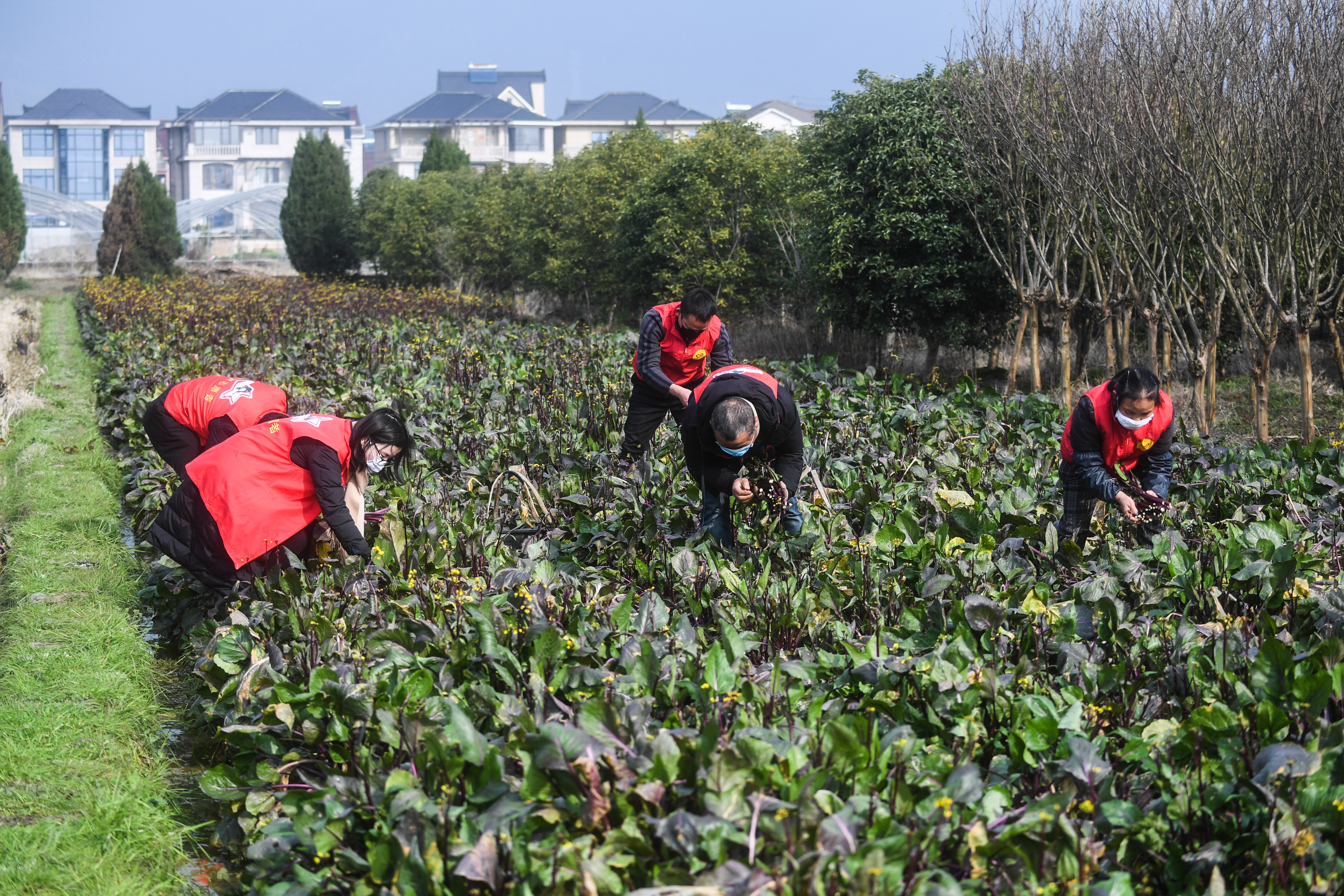 "蔬菜帮帮团"防控疫情"解民忧"