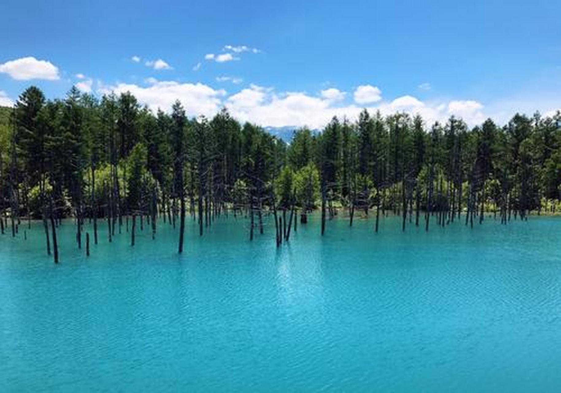遇见美好##遇见好风景#美瑛青池:位于日本北海道美瑛町,由于池水中