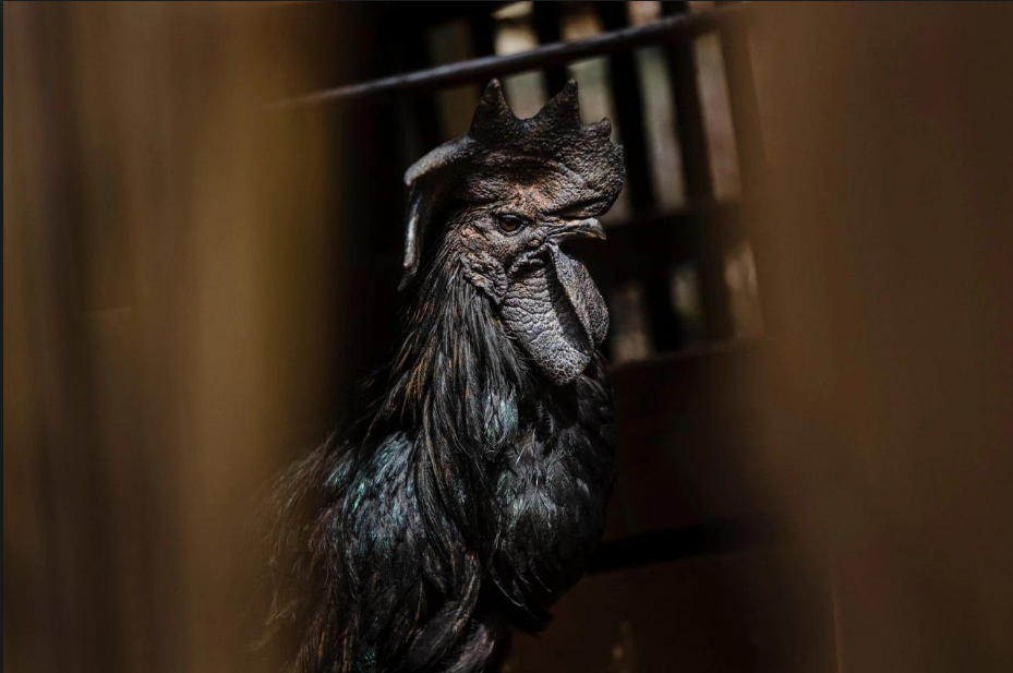 世界上最贵的鸡,全身上下都是黑色,1.7万一只