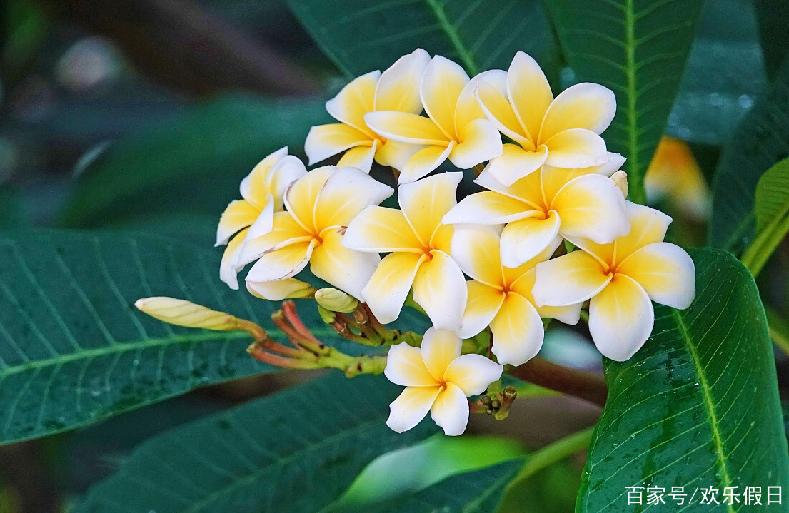 泰國國花:金鍊花.金鍊花還有一個俗名叫