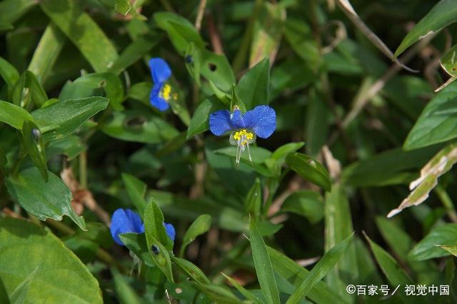 鸭跖草适应性强,在全光照或半阴环境下都能生长