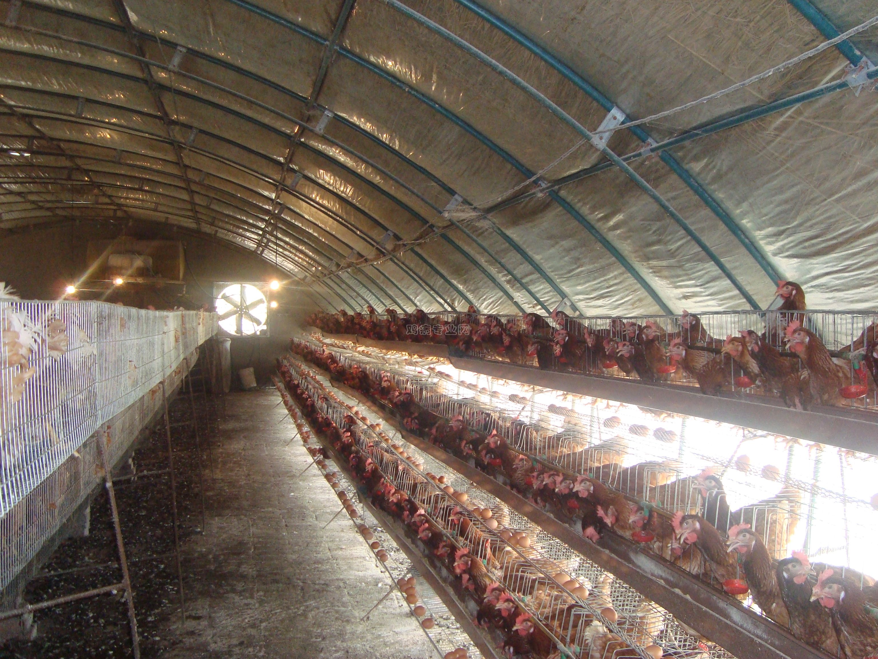 鸡舍如何搭建 - 2020年最新商品信息聚合专区 - 百度爱采购
