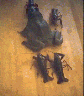 搞笑gif:去自动取款机取钱,带着三只狗,这下子,不用