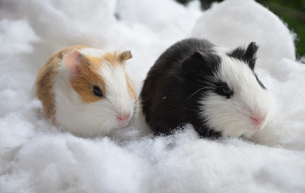 荷兰猪是恒温动物,虽然有着毛皮,但是依旧怕冷怕热,喜欢生活在温暖的
