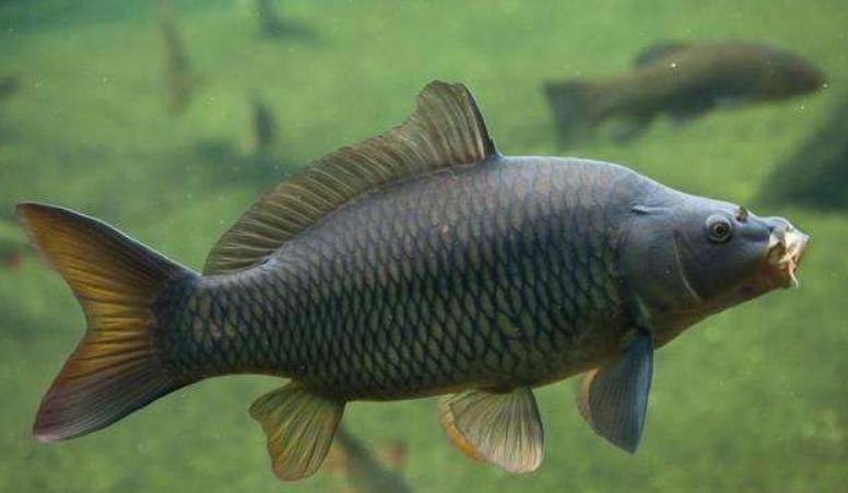 鲤鱼最喜欢的5种味道,饵料按照这样去配,不咬钩都难