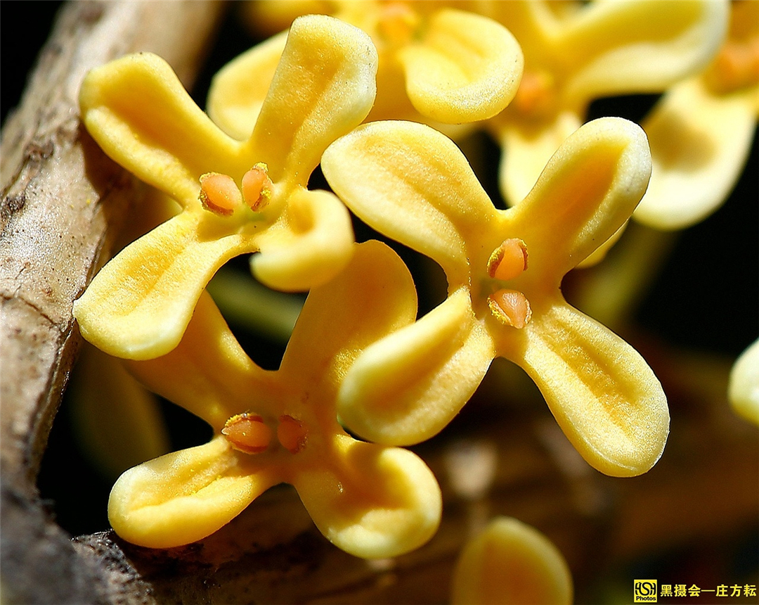 什么原因导致桂花过不了冬,参考这几点,轻松过冬!