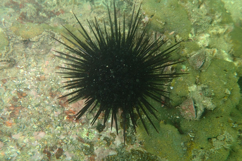 深圳周边海洋生物(2):海胆(1)-紫海胆(深圳特产)