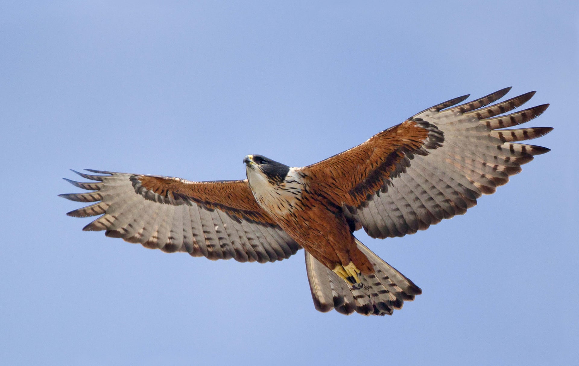 保护鹰科动物,保护世界上最优雅的鸟类