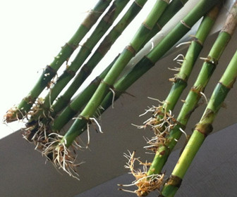 竹子扦插育苗技术图片