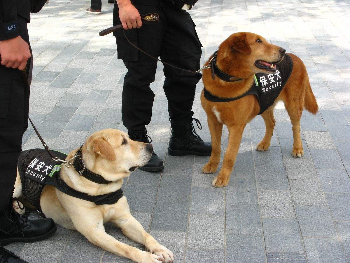五种不适合当警犬的狗狗,警察见了它们都绕道走
