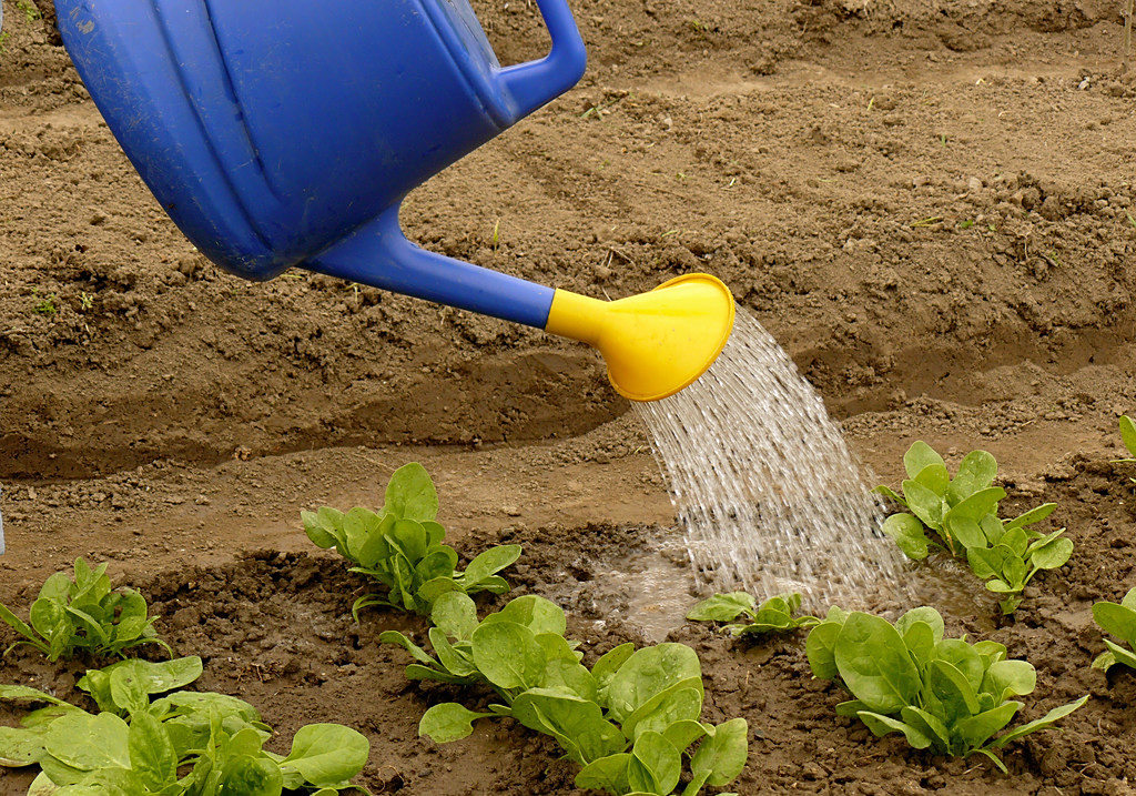 蔬菜浇水:早上和晚上哪个时间点浇水更好?