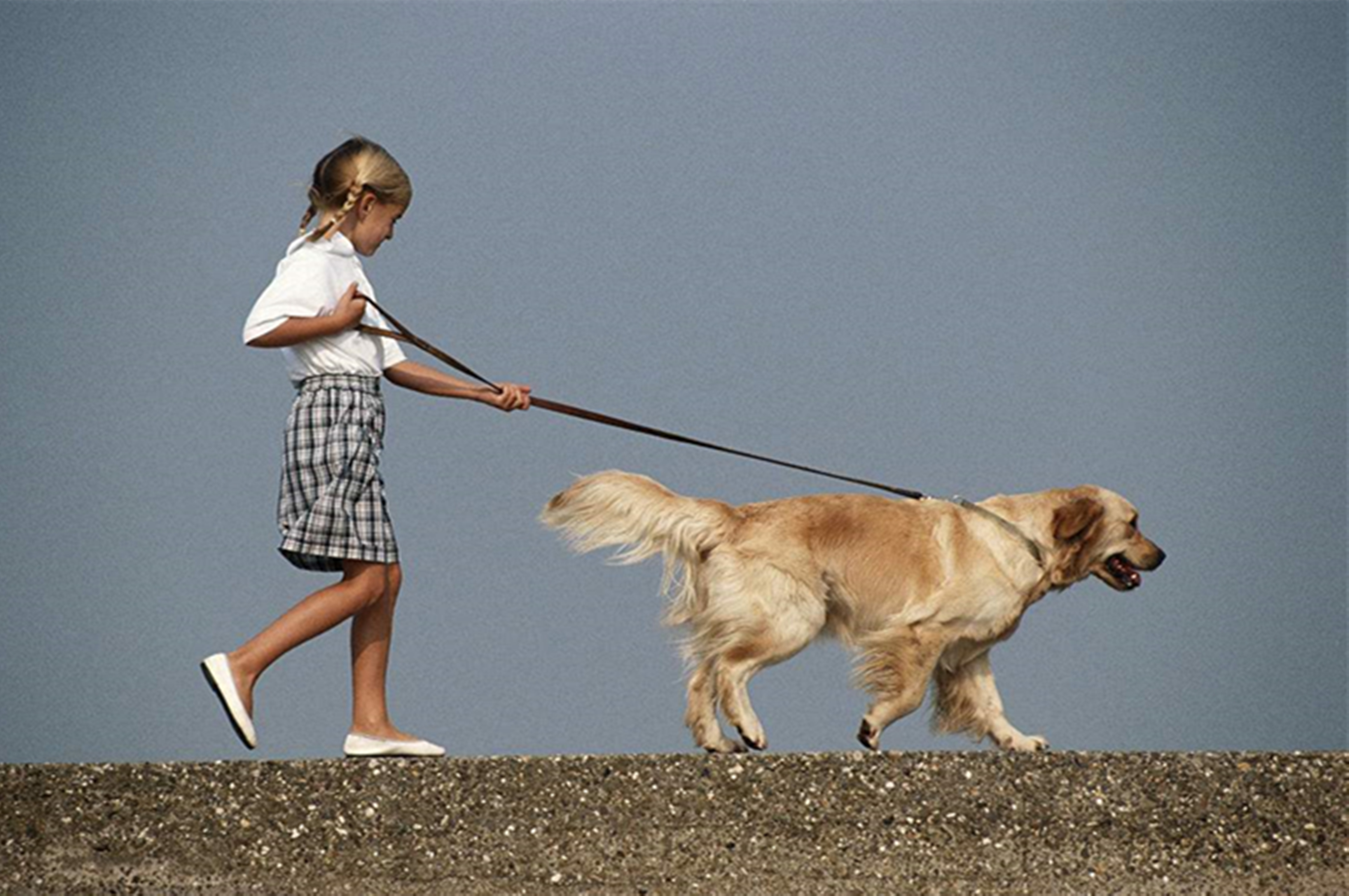 狗狗在外面玩嗨了,不愿意回家怎么办?