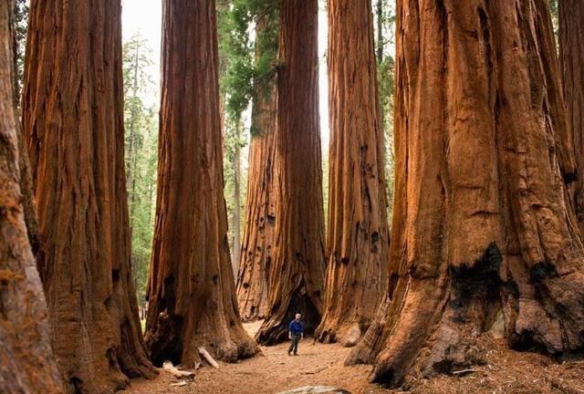 美国最像童话故事的公园,被称为绝美的"巨人国",童话没有骗人