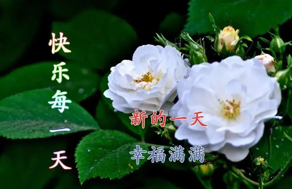 早上好最美鲜花 祝福图片