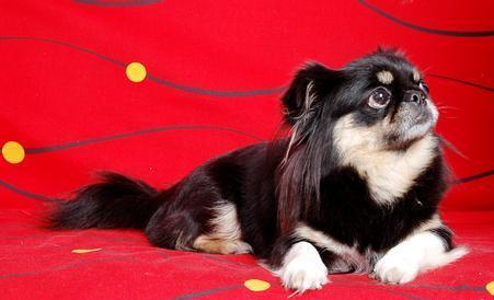 朋友害怕养不好日本狆