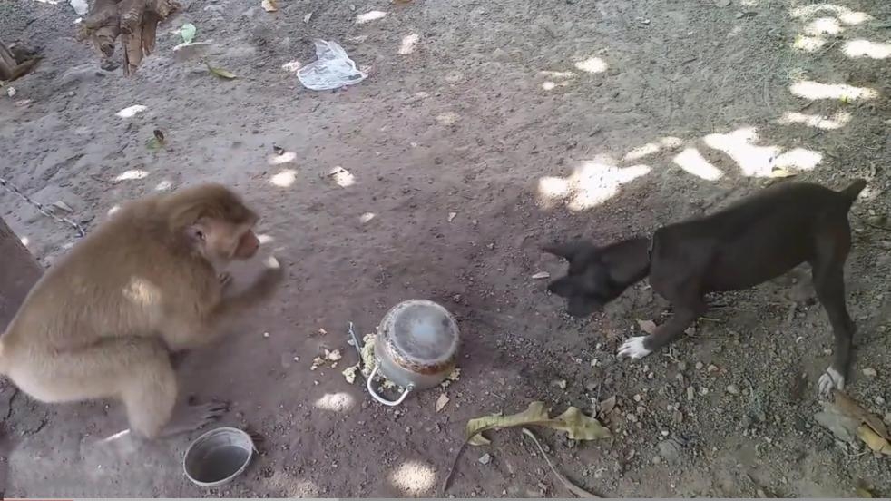 霸道猴子抢狗狗的饭吃,狗子受饿不说,还挨了一顿胖揍