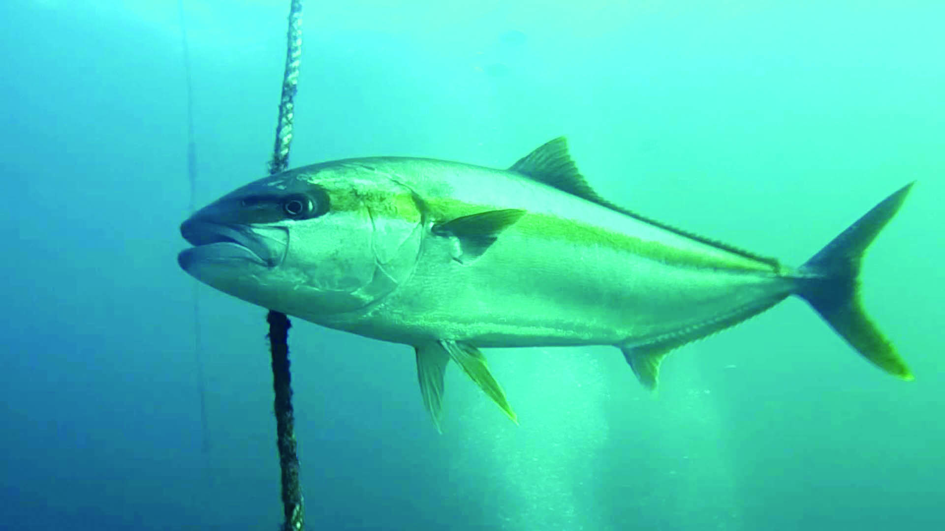 为了征服"黄鲣子",我特地总结了两个钓法,效果还不错