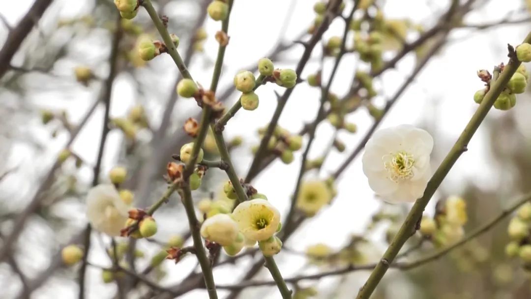 沙河梅花公园图片