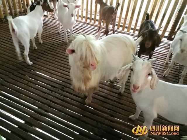 喜讯!北川白什乡白山羊走进央视