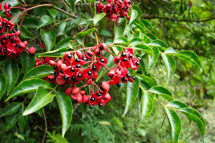 农村这种小树被叫做"鸡眼睛",这种果实很漂亮的树都有啥作用